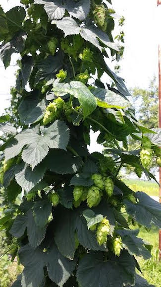 ohio hops